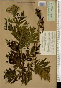 Tanacetum macrophyllum (Waldst. & Kit.) Sch. Bip., Caucasus, Georgia (K4) (Georgia)