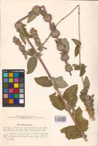 MHA 0 154 849, Stachys germanica L., Eastern Europe, North Ukrainian region (E11) (Ukraine)