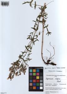 KUZ 018 152, Hypericum elegans Steph. ex Willd., Siberia, Altai & Sayany Mountains (S2) (Russia)