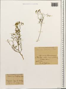 Meniocus linifolius (Stephan ex Willd.) DC., Caucasus, Armenia (K5) (Armenia)