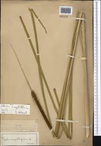 Typha angustifolia L., Middle Asia, Muyunkumy, Balkhash & Betpak-Dala (M9) (Kazakhstan)