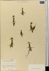 Gentiana verna subsp. oschtenica (Kuzn.) J. J. Halda, Caucasus, Krasnodar Krai & Adygea (K1a) (Russia)