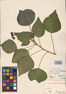 Hedera helix L., Eastern Europe, West Ukrainian region (E13) (Ukraine)