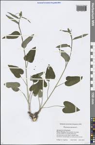 Phyteuma spicatum L., Eastern Europe, Moscow region (E4a) (Russia)