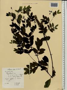 Lathyrus niger (L.) Bernh., Eastern Europe, Central region (E4) (Russia)