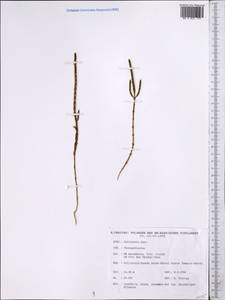 Salicornia europaea L., Middle Asia, Caspian Ustyurt & Northern Aralia (M8) (Kazakhstan)