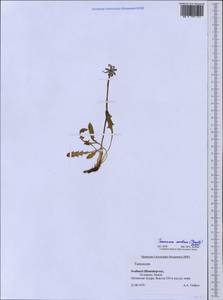 Taraxacum arcticum (Trautv.) Dahlst., Western Europe (EUR) (Svalbard and Jan Mayen)