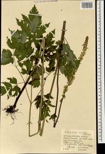 Actaea simplex (DC.) Wormsk. ex Fisch. & C. A. Mey., Mongolia (MONG) (Mongolia)