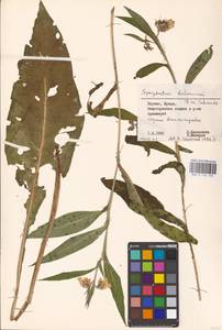 Symphytum bohemicum F. W. Schmidt, Eastern Europe, Lithuania (E2a) (Lithuania)