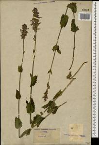 Nepeta betonicifolia, Caucasus (no precise locality) (K0)