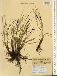 Carex melanostachya M.Bieb. ex Willd., Caucasus, North Ossetia, Ingushetia & Chechnya (K1c) (Russia)