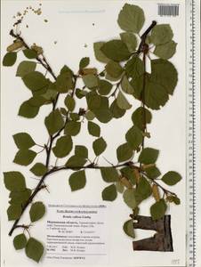 Betula pubescens var. pubescens, Eastern Europe, Northern region (E1) (Russia)