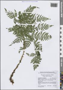 Dryopteris expansa (C.Presl) Fraser-Jenk. & Jermy, Western Europe (EUR) (Spain)