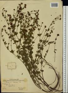 Dorycnium pentaphyllum subsp. herbaceum (Vill.)Rouy, Eastern Europe, West Ukrainian region (E13) (Ukraine)