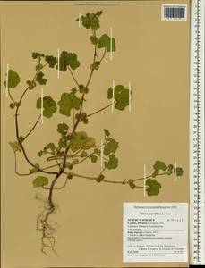 Malva parviflora L., South Asia, South Asia (Asia outside ex-Soviet states and Mongolia) (ASIA) (Cyprus)