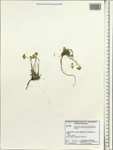 Physaria arctica (Wormsk. ex Hornem.) O'Kane & Al-Shehbaz, Siberia, Chukotka & Kamchatka (S7) (Russia)