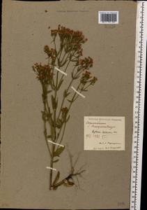 Centaurium erythraea Rafn, Caucasus, North Ossetia, Ingushetia & Chechnya (K1c) (Russia)