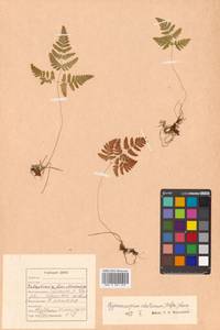 Gymnocarpium robertianum (Hoffm.) Newman, Siberia, Russian Far East (S6) (Russia)