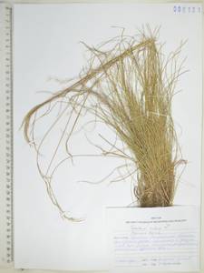 KHA6131, Festuca rubra L., Siberia, Russian Far East (S6) (Russia)