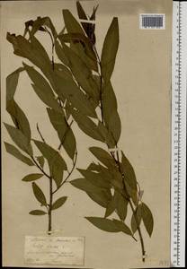 Salix × rubens Schrank, Eastern Europe, Central region (E4) (Russia)