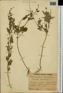 Atriplex hortensis L., Eastern Europe, Lower Volga region (E9) (Russia)