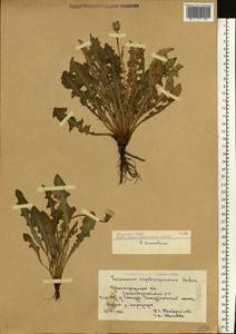 Taraxacum erythrospermum Andrz. ex Besser, Eastern Europe, Lower Volga region (E9) (Russia)