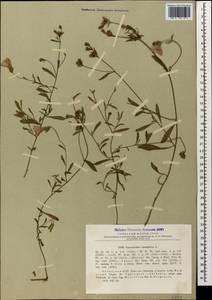 Convolvulus cantabrica L., Caucasus, Abkhazia (K4a) (Abkhazia)