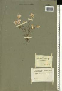 Xeranthemum annuum L., Eastern Europe, South Ukrainian region (E12) (Ukraine)