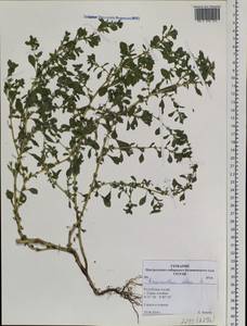 Amaranthus albus L., Siberia, Altai & Sayany Mountains (S2) (Russia)