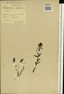 Pedicularis lapponica L., Eastern Europe, Northern region (E1) (Russia)