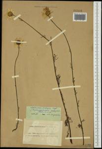 Tripleurospermum ambiguum (Ledeb.) Franch. & Sav., Siberia, Altai & Sayany Mountains (S2) (Russia)