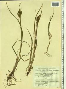 Carex mollissima Christ ex Scheutz, Siberia, Chukotka & Kamchatka (S7) (Russia)