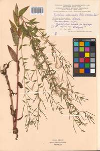 Epilobium adenocaulon × roseum, Eastern Europe, Moscow region (E4a) (Russia)