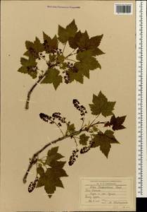 Ribes biebersteinii Berland., Caucasus, South Ossetia (K4b) (South Ossetia)