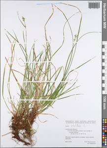 Carex pilulifera L., Eastern Europe, Western region (E3) (Russia)
