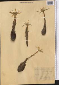 Colchicum robustum (Bunge) Stef., Middle Asia, Karakum (M6) (Turkmenistan)