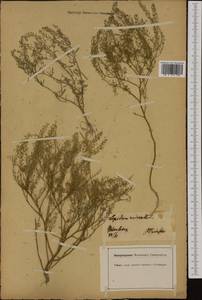 Lepidium ruderale L., Western Europe (EUR) (Germany)