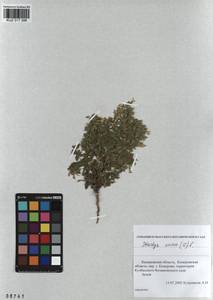 Stachys annua (L.) L., Siberia, Altai & Sayany Mountains (S2) (Russia)