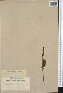 Botrychium lunaria (L.) Sw., Western Europe (EUR) (Italy)