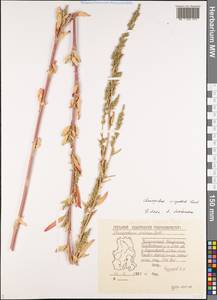Chenopodium acuminatum Willd., Eastern Europe, Volga-Kama region (E7) (Russia)