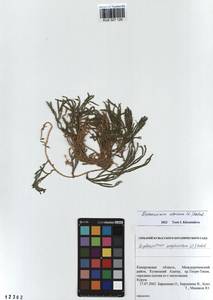 Diphasiastrum alpinum (L.) Holub, Siberia, Altai & Sayany Mountains (S2) (Russia)