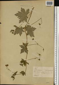 Geranium palustre L., Eastern Europe, Central forest-and-steppe region (E6) (Russia)