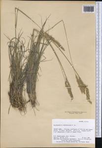 Calamagrostis purpurascens R.Br., America (AMER) (United States)