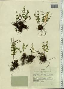 Cystopteris fragilis (L.) Bernh., Siberia, Altai & Sayany Mountains (S2) (Russia)