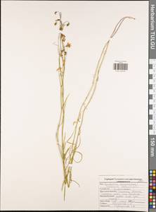 Campanula rotundifolia L., Eastern Europe, Central region (E4) (Russia)