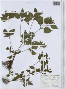 Galinsoga quadriradiata Ruiz & Pav., Africa (AFR) (Ethiopia)