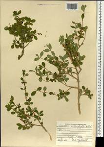 Lonicera microphylla Willd. ex Roem. & Schult., Mongolia (MONG) (Mongolia)