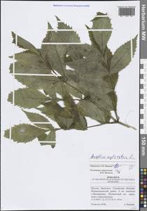 Angelica sylvestris L., Eastern Europe, Middle Volga region (E8) (Russia)