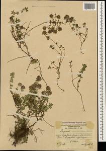 Thymus praecox subsp. caucasicus (Willd. ex Ronniger) Jalas, Caucasus, South Ossetia (K4b) (South Ossetia)