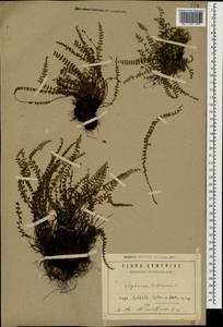 Asplenium trichomanes L., Caucasus, Armenia (K5) (Armenia)